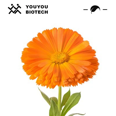 Marigold ekstrakto liuteino milteliai